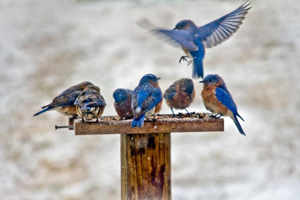 Bluebirds Nest 10 Min To Avl Biltmore Hot Tub Cont Bkfst Sparkling Water Asheville Exterior photo